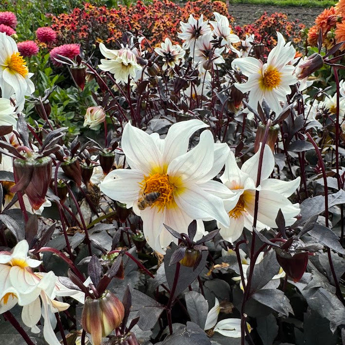 Dahlia Little Swan Nyhet!
