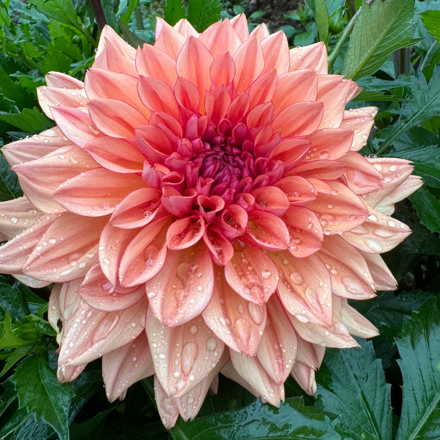 Dahlia Lovely Freja