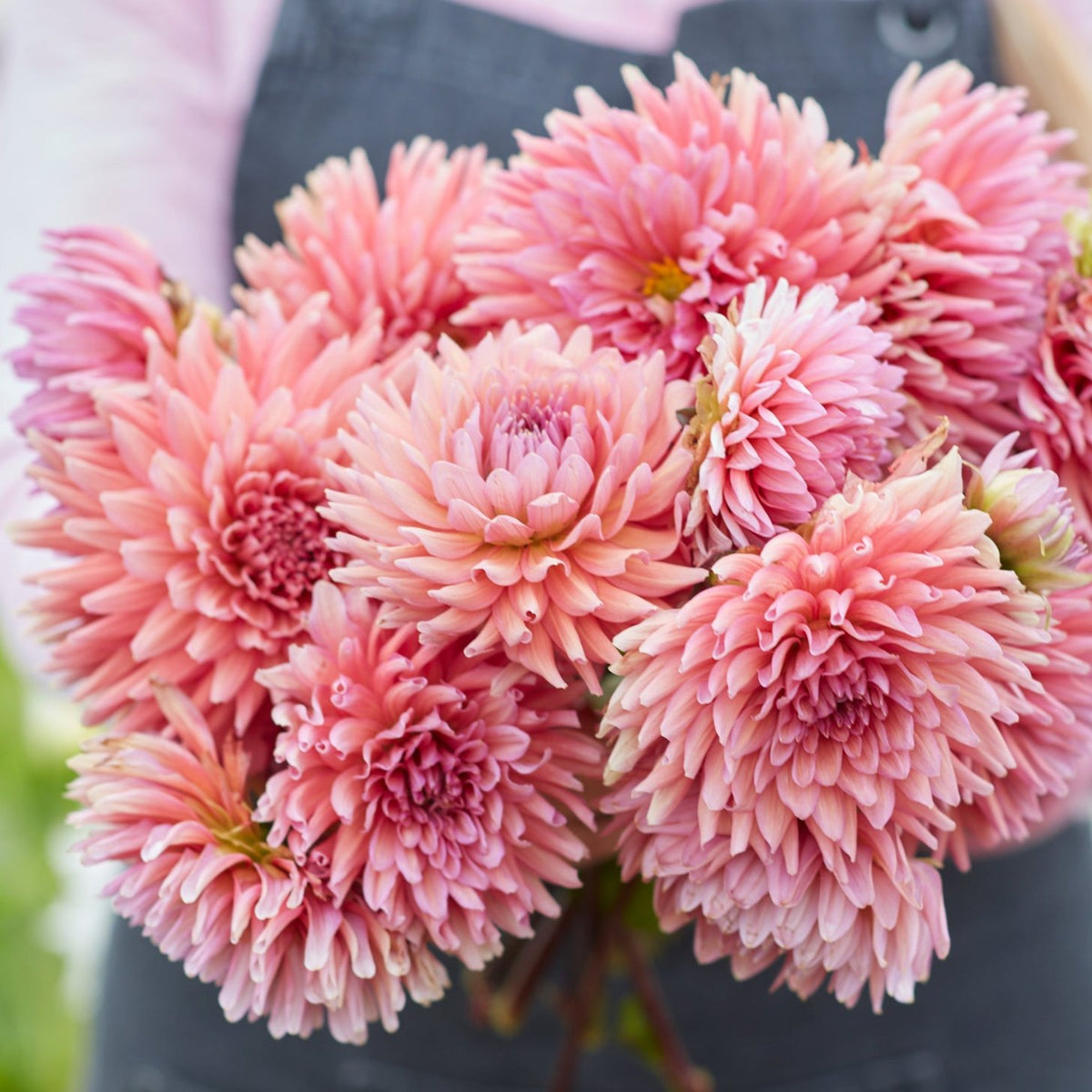 Dahlia Madeleine