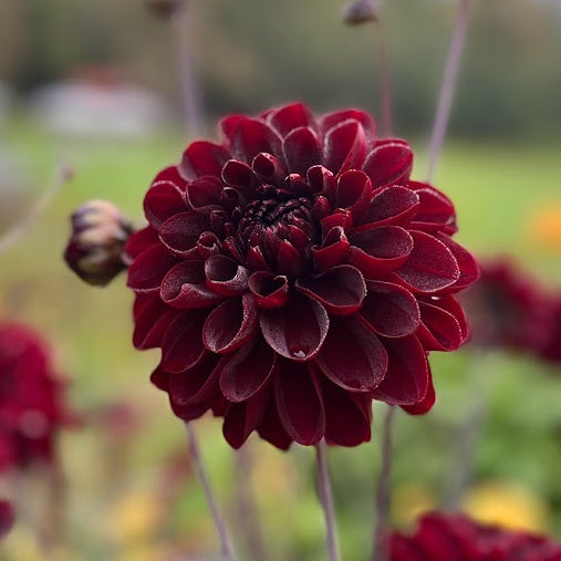 Dahlia Manoa