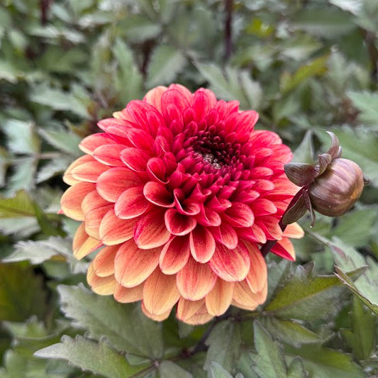 Dahlia Maria Strella Nyhet!