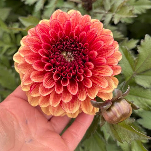 Dahlia Maria Strella Nyhet!