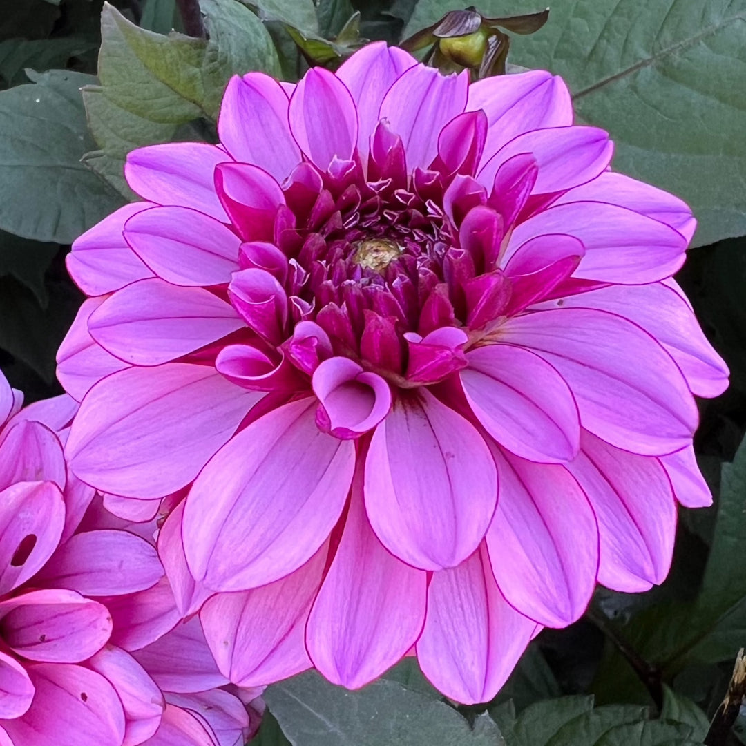 Dahlia Melissa Anne Marijke