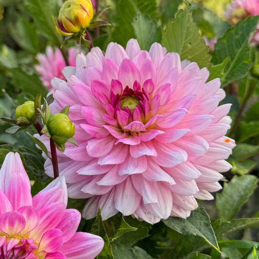 Dahlia Melody Lizza