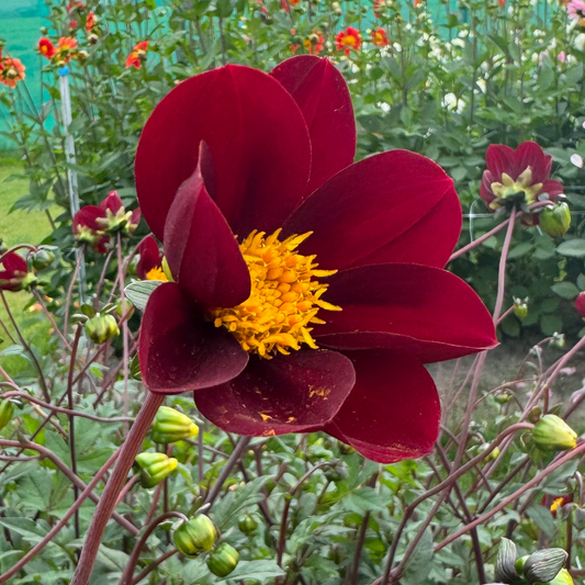 Dahlia Mexican Star