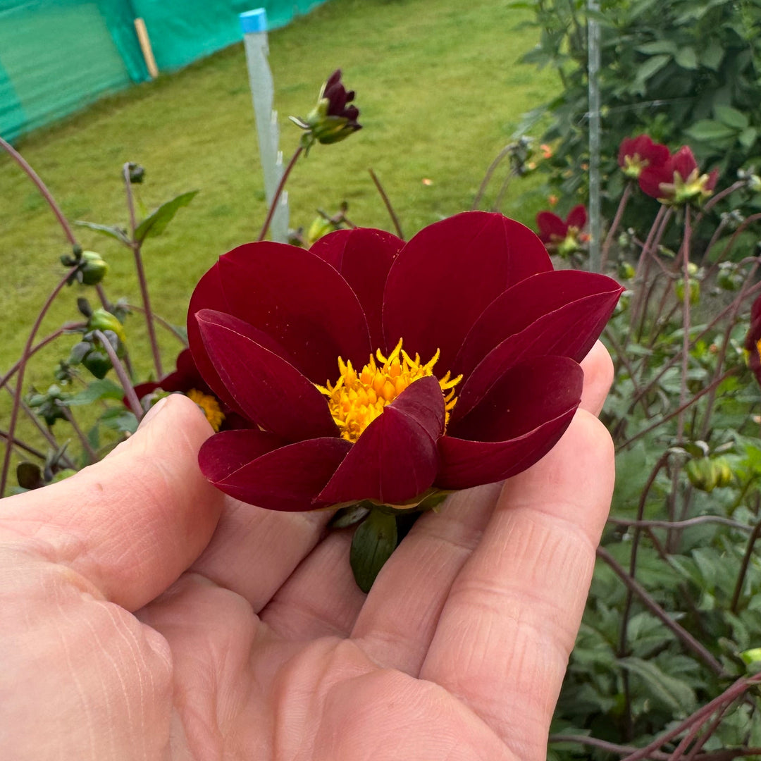 Dahlia Mexican Star