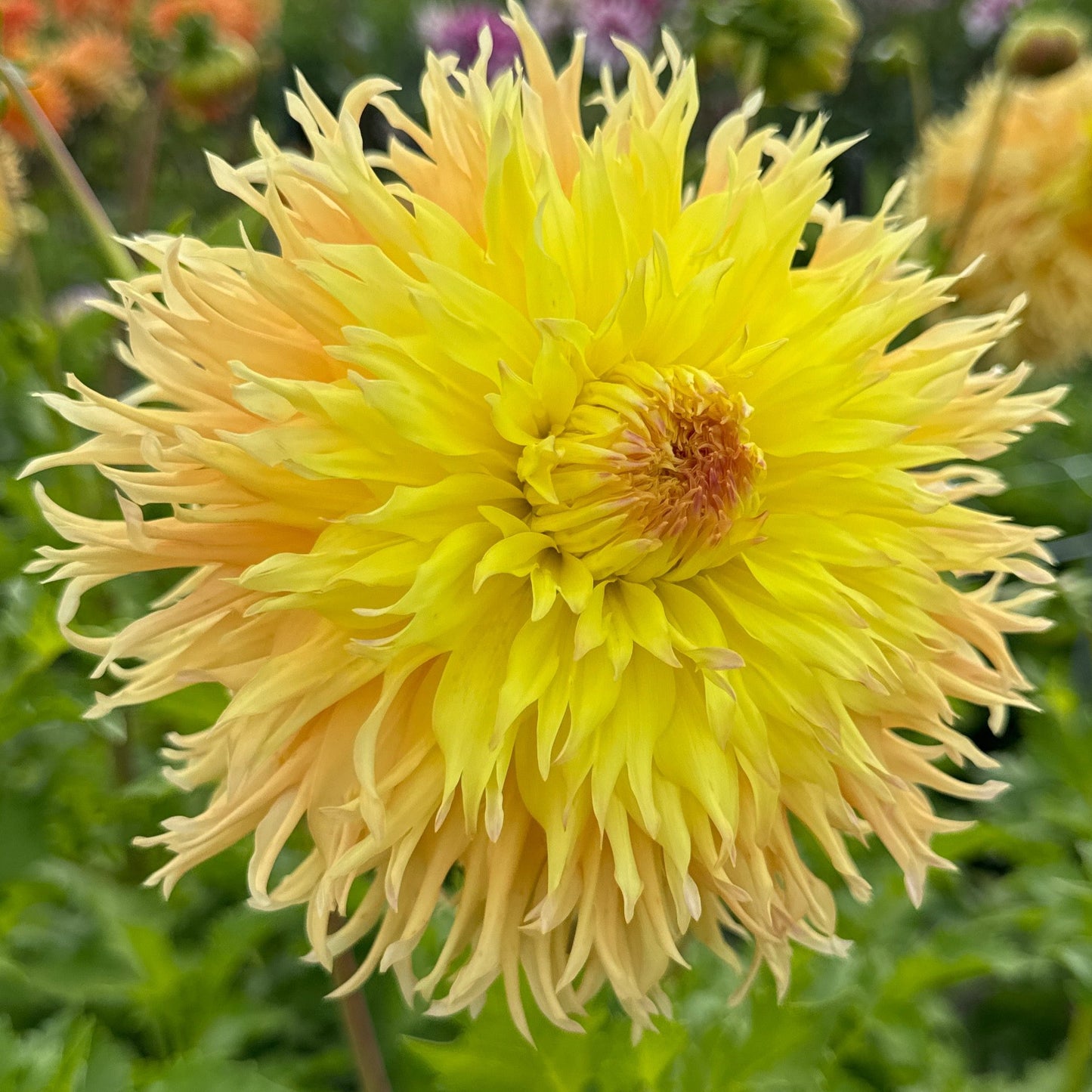 Dahlia Mingus Joshua