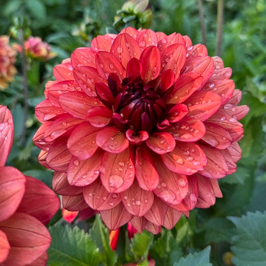 Dahlia Missis Miley