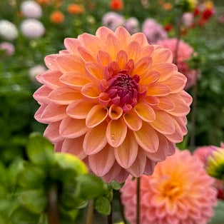Dahlia Moderato