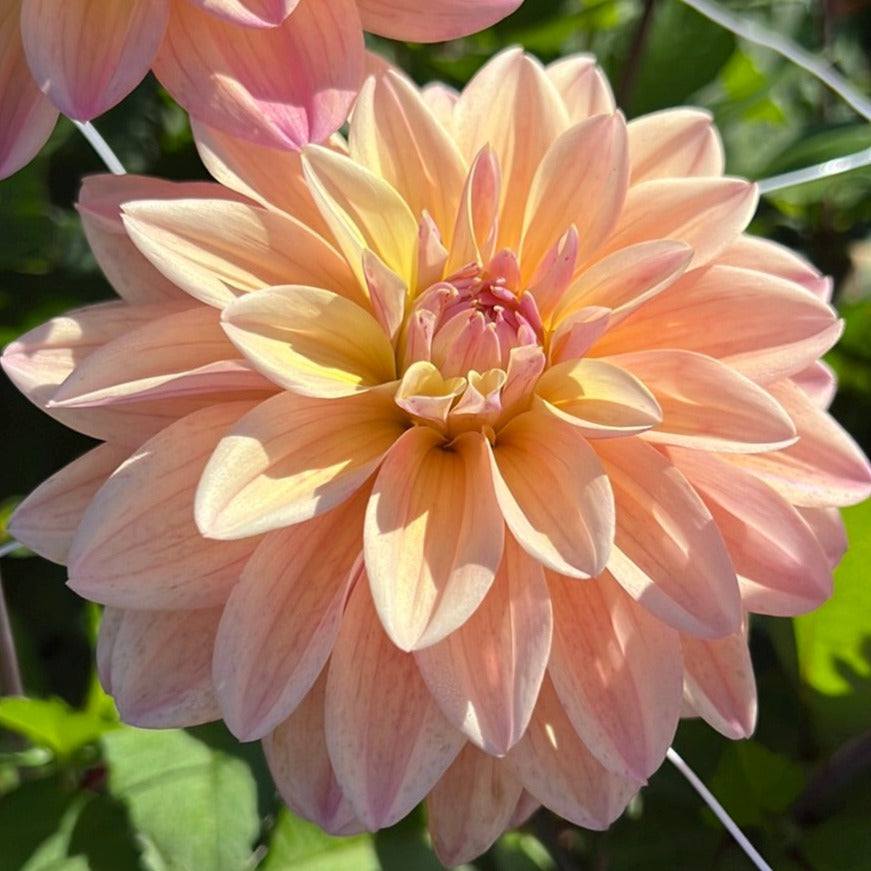 Dahlia Mondriaan