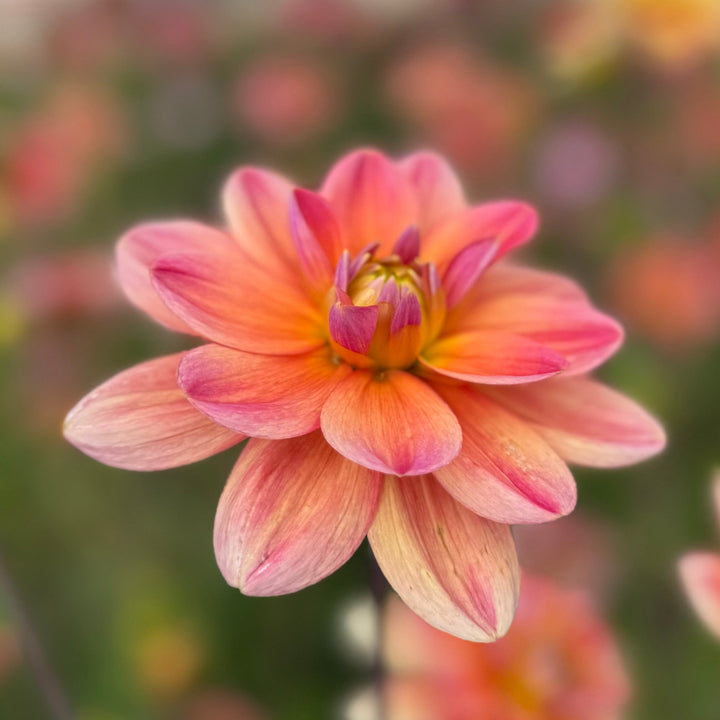 Dahlia Morning Glory
