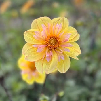 Dahlia Morning Sun Nyhet!
