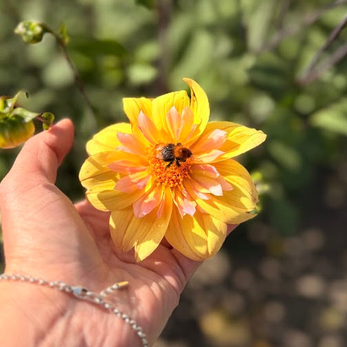 Dahlia Morning Sun Nyhet!