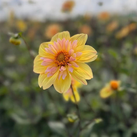 Dahlia Morning Sun Nyhet!