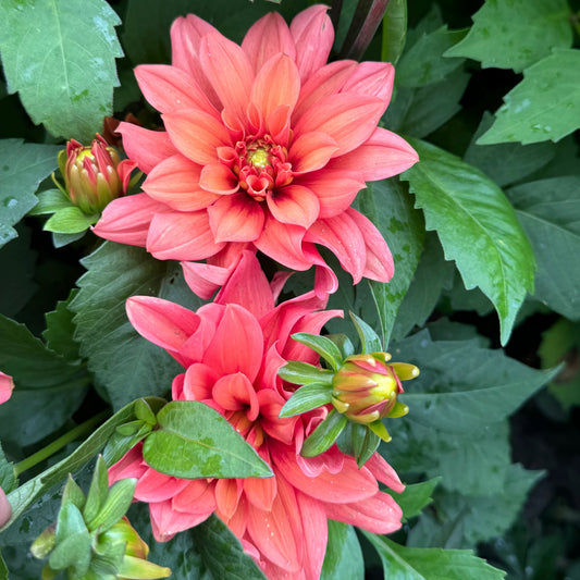 Dahlia Mr Pots