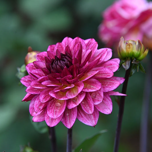 Dahlia Muchacha