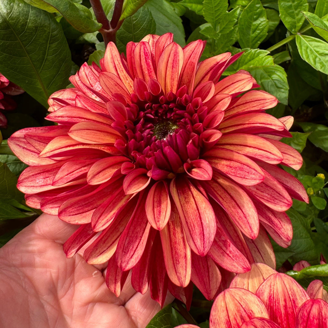 Dahlia My Spirit