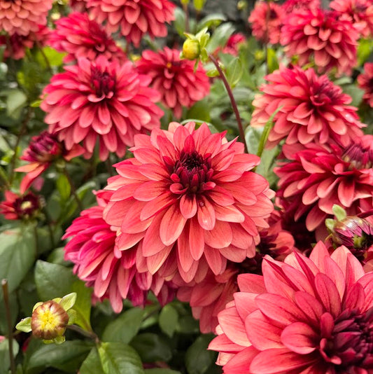 Dahlia My Spirit