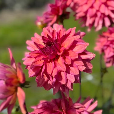 Dahlia Negroni Sunset