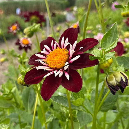 Dahlia Night Butterfly