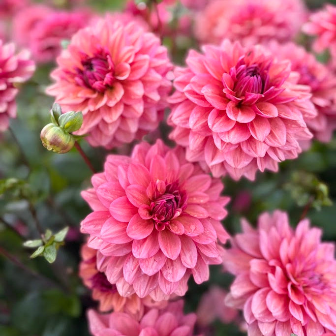 Dahlia Night Whisper