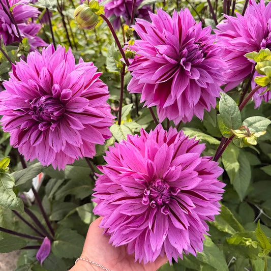 Dahlia Nikola Tesla