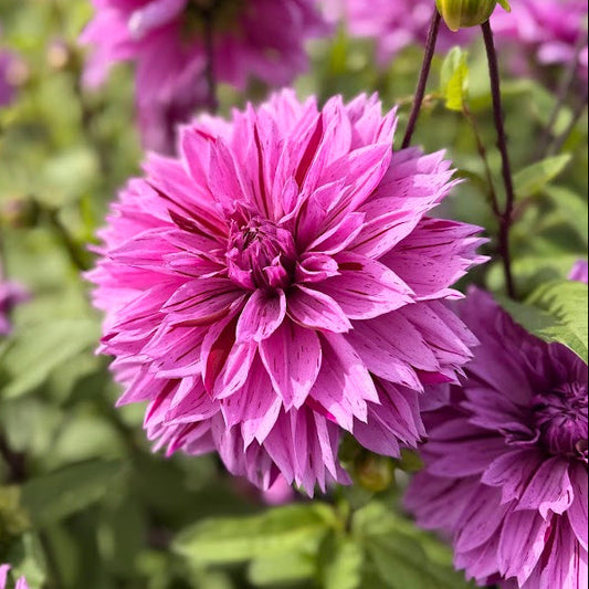 Dahlia Nikola Tesla