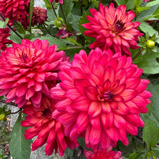 Dahlia Ocean of Love