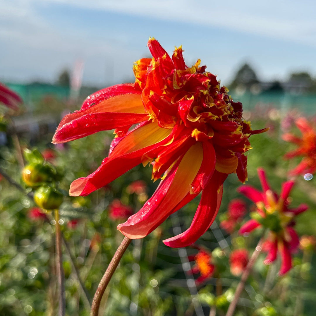 Dahlia Octopus Sparkle