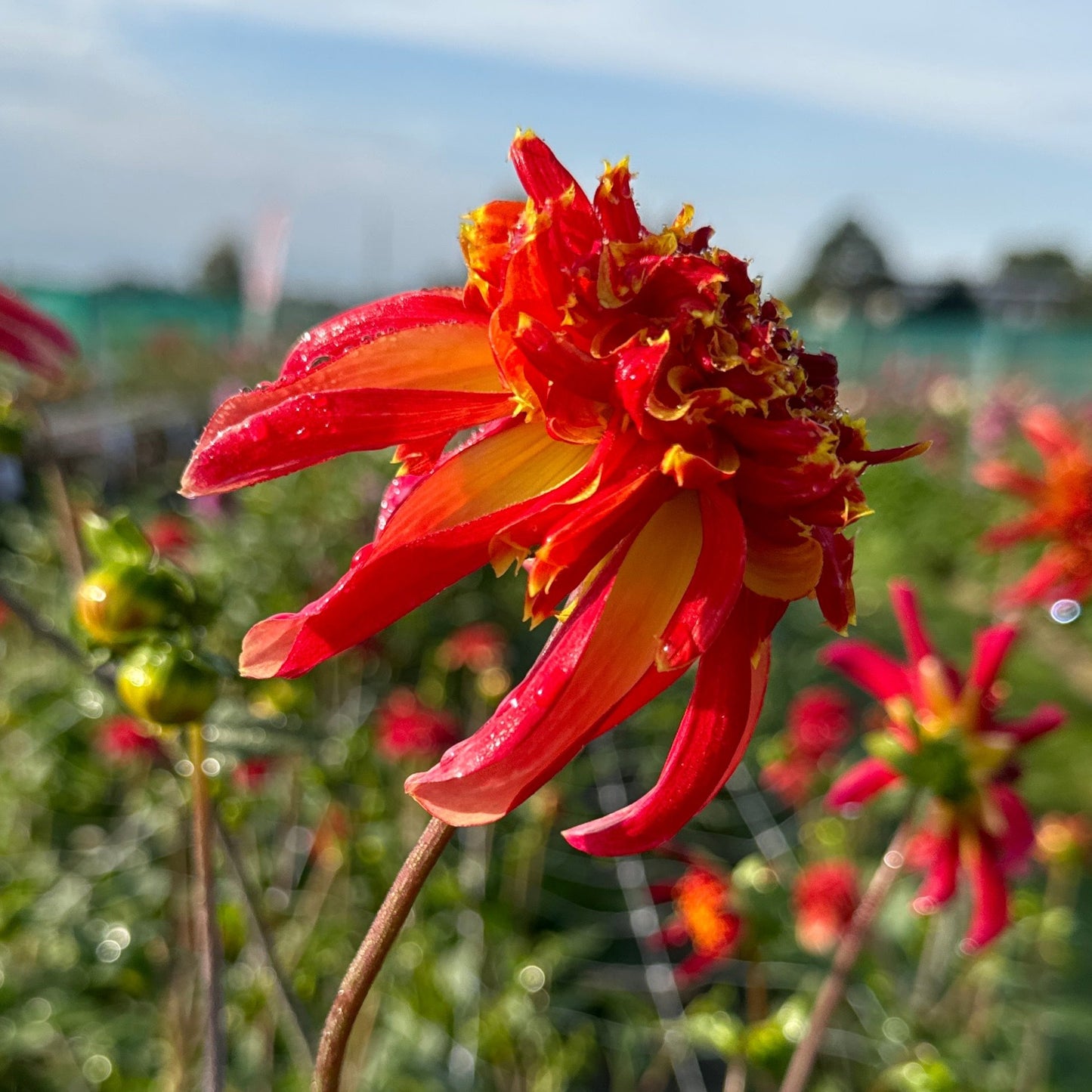 Dahlia Octopus Sparkle