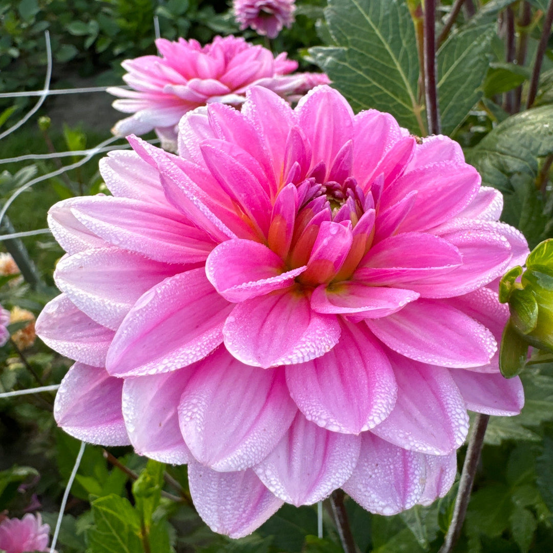 Dahlia Onesta