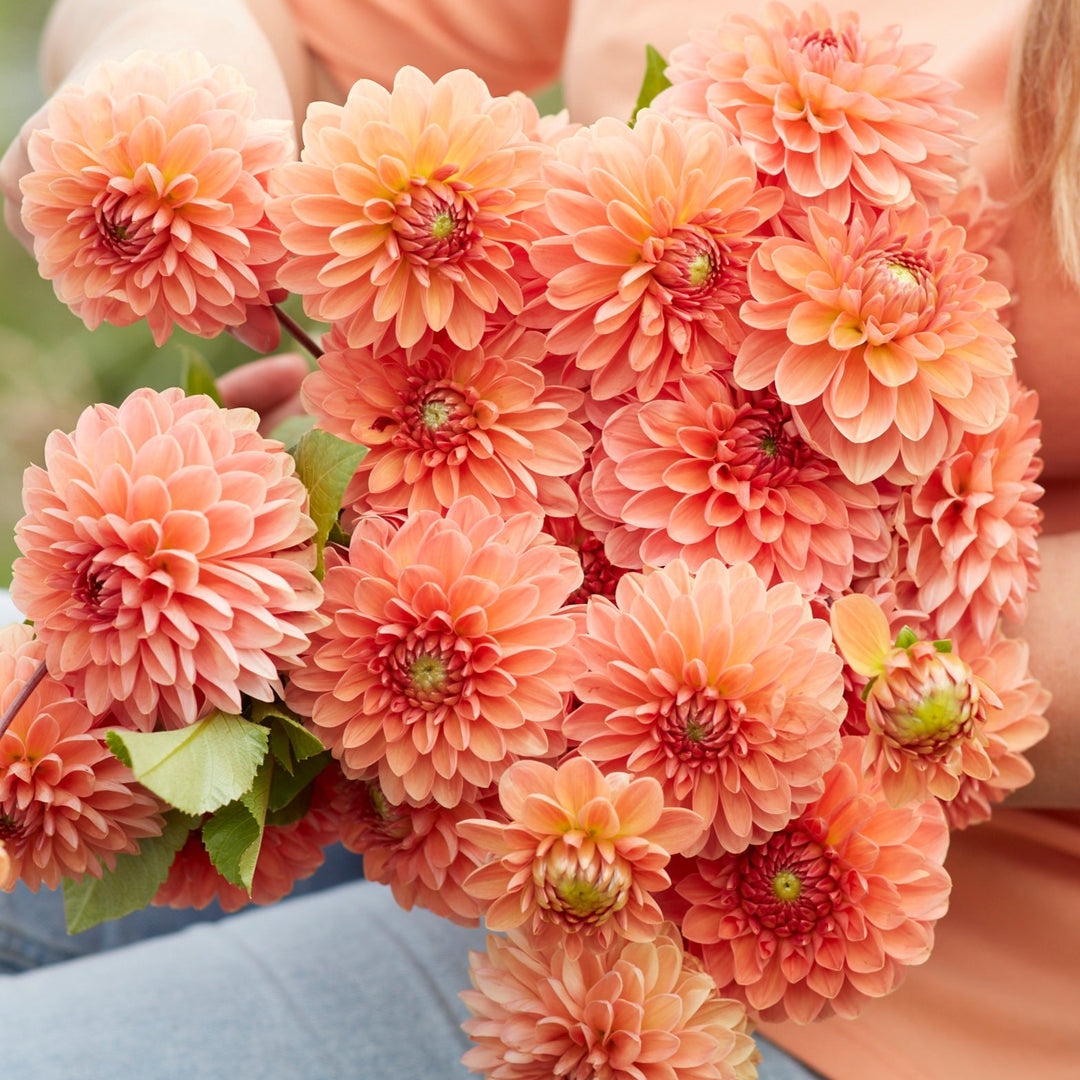 Dahlia Orange Favourite