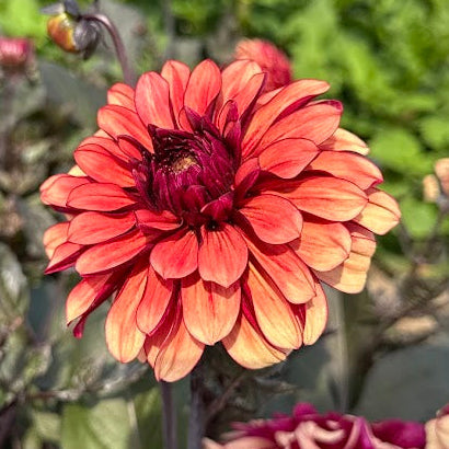 Dahlia Orient Express Nyhet!
