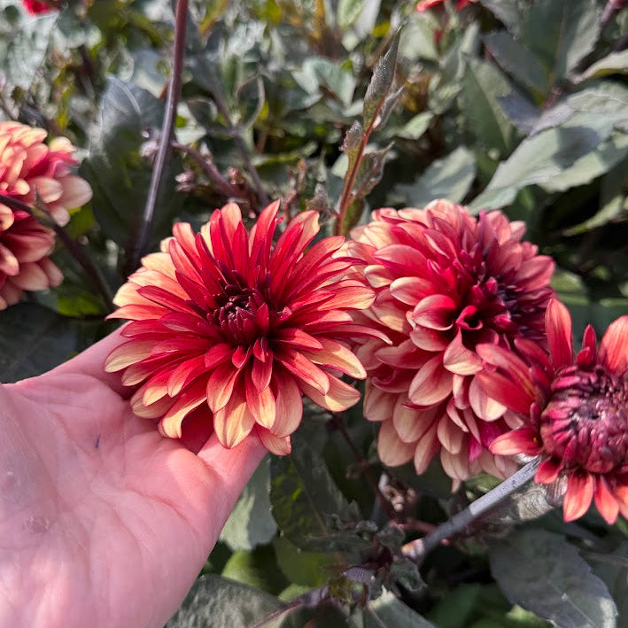 Dahlia Orient Express Nyhet!