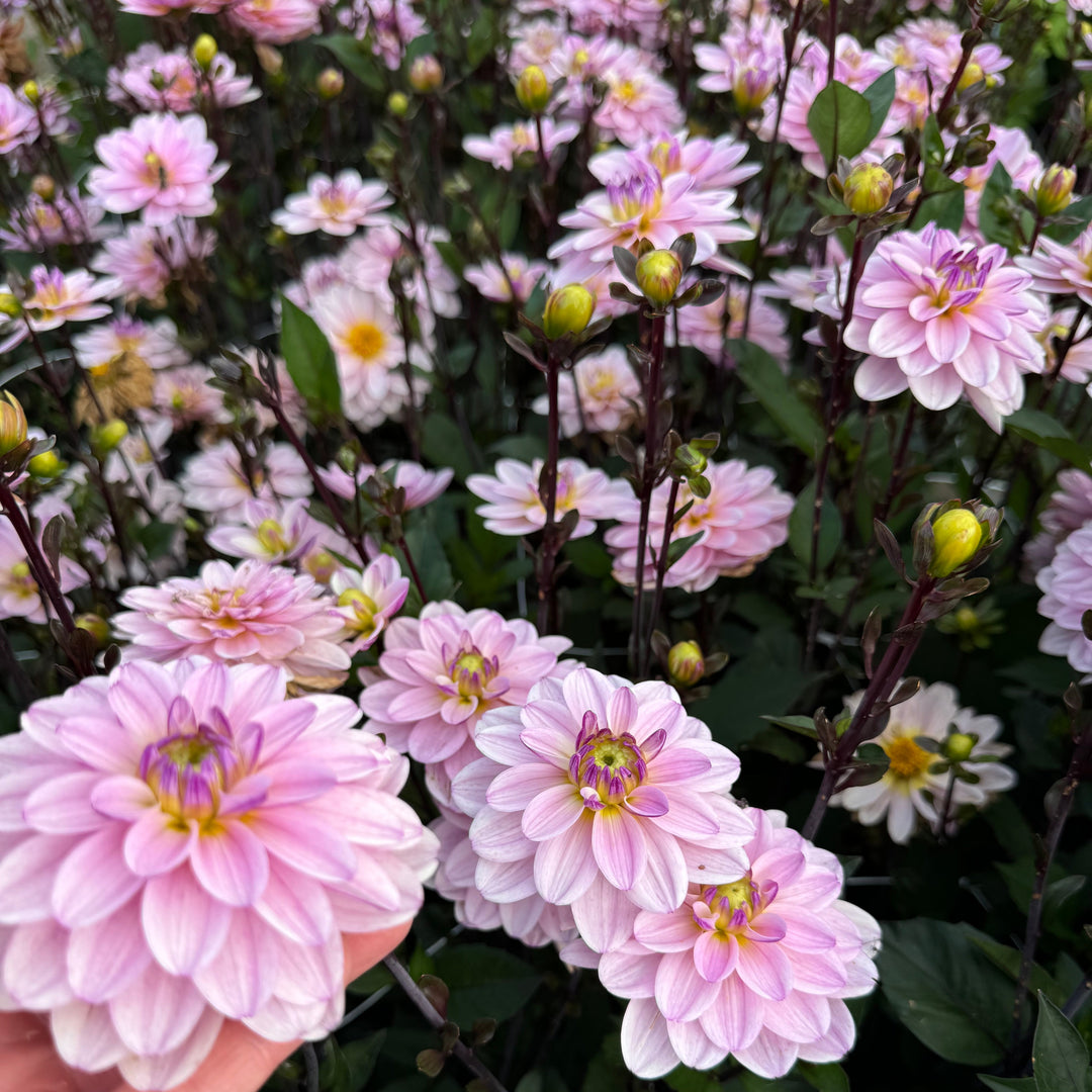 Dahlia Pacific Jewel