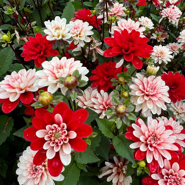 Dahlia Pacific Time