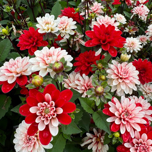 Dahlia Pacific Time