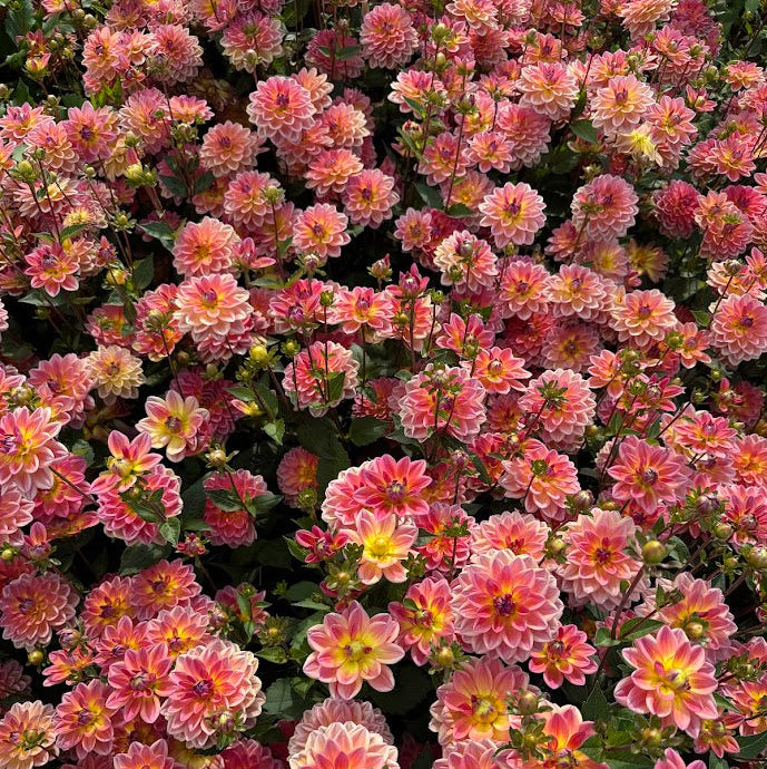 Dahlia Pacific View