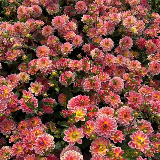 Dahlia Pacific View