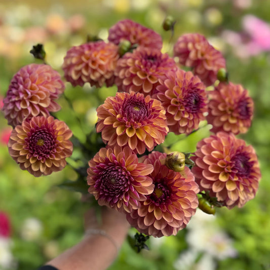 Dahlia Palmares
