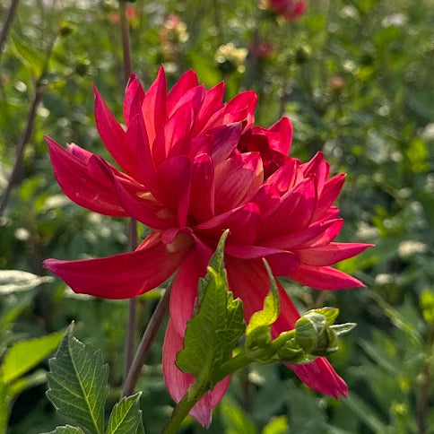 Dahlia Parc Floral De Paris Nyhet!
