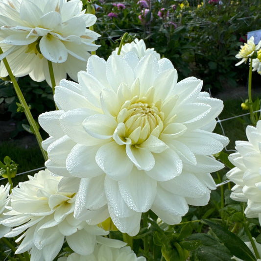 Dahlia Peace Pact