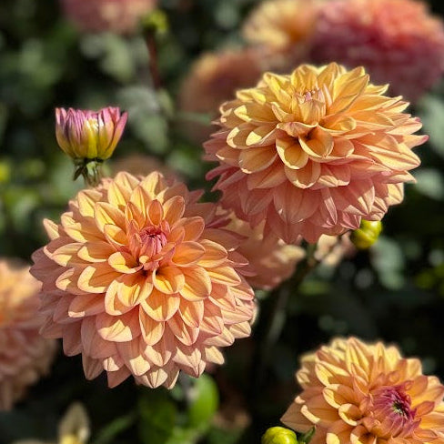 Dahlia Peachy Pearl