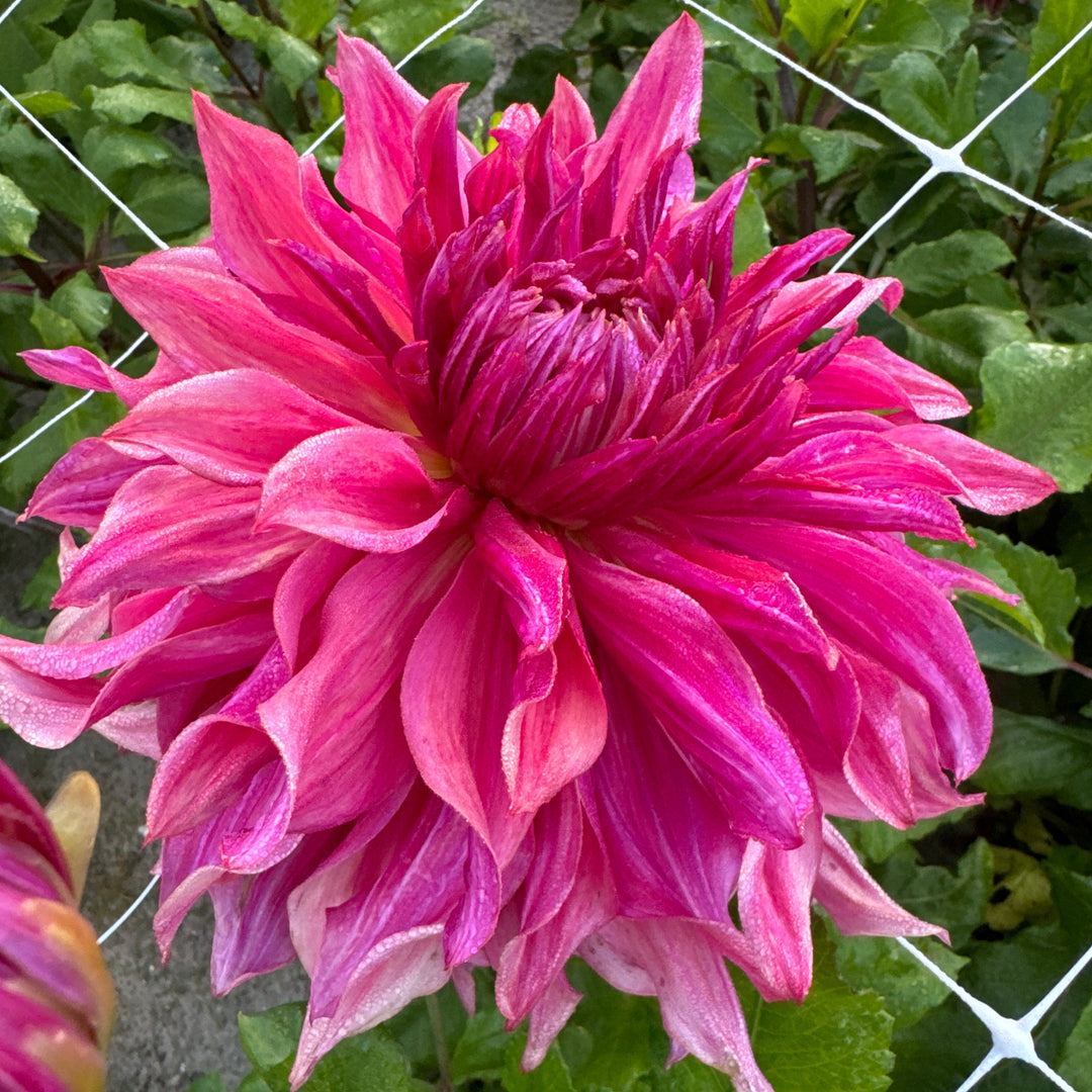 Dahlia Penhill Dark Monark
