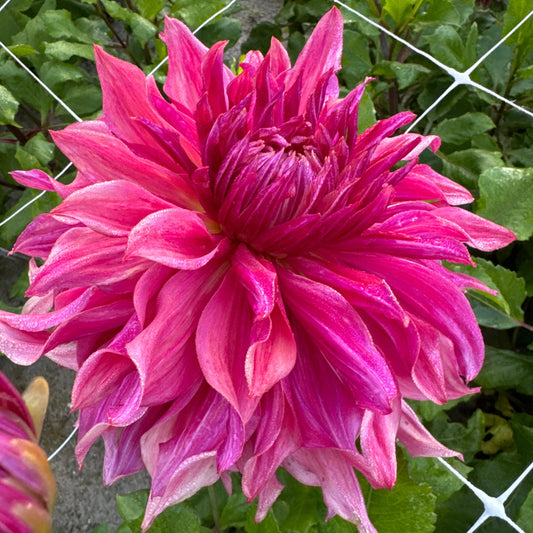 Dahlia Penhill Dark Monark
