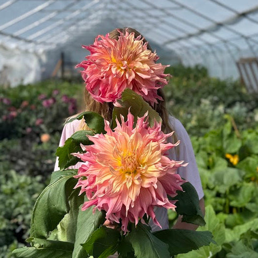 Dahlia Penhill Watermelon