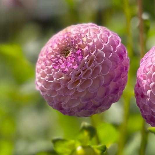 Dahlia Ping Pong
