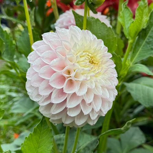 Dahlia Pink Pearl