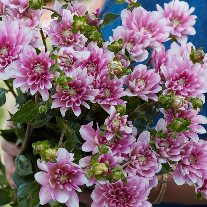 Dahlia Pink Perception