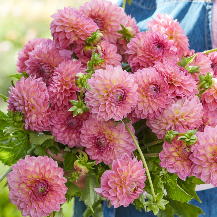 Dahlia Pink Suffusion